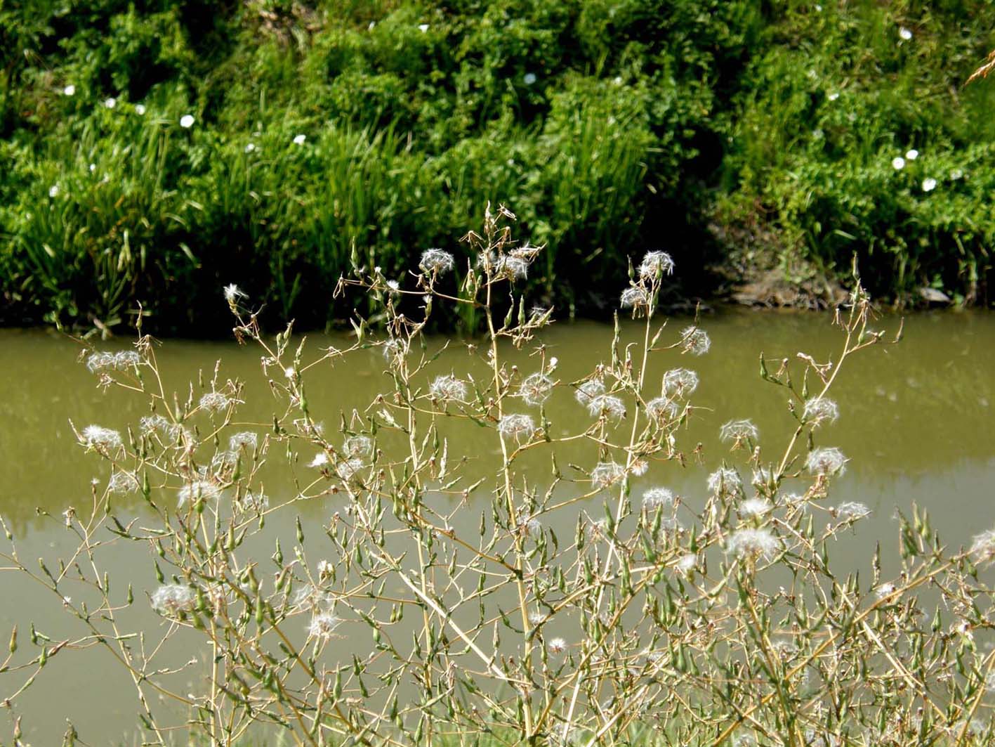 Lactuca sp. (Asteraceae)