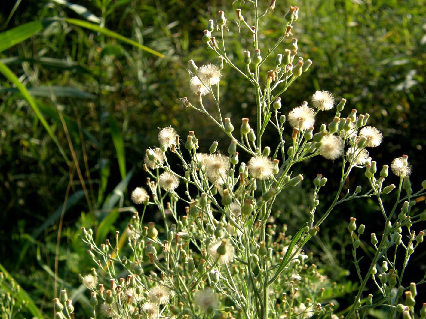 Erigeron sp. (Asteraceae)