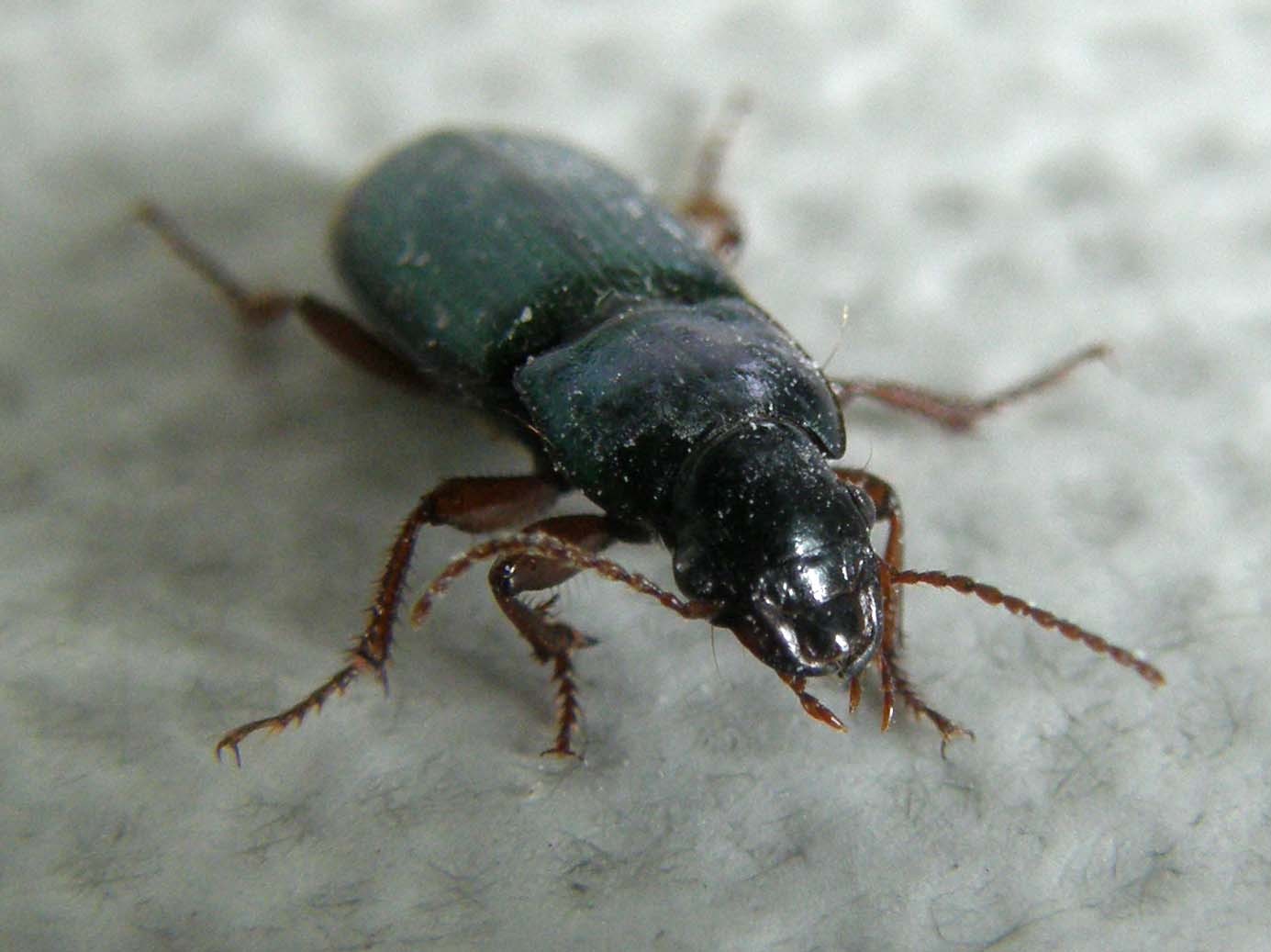 Piccolo Carabidae da identificare: Harpalus affinis