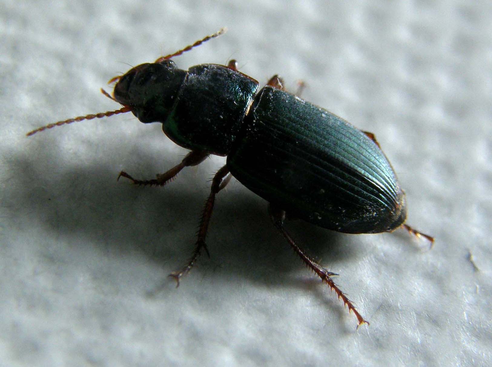 Piccolo Carabidae da identificare: Harpalus affinis