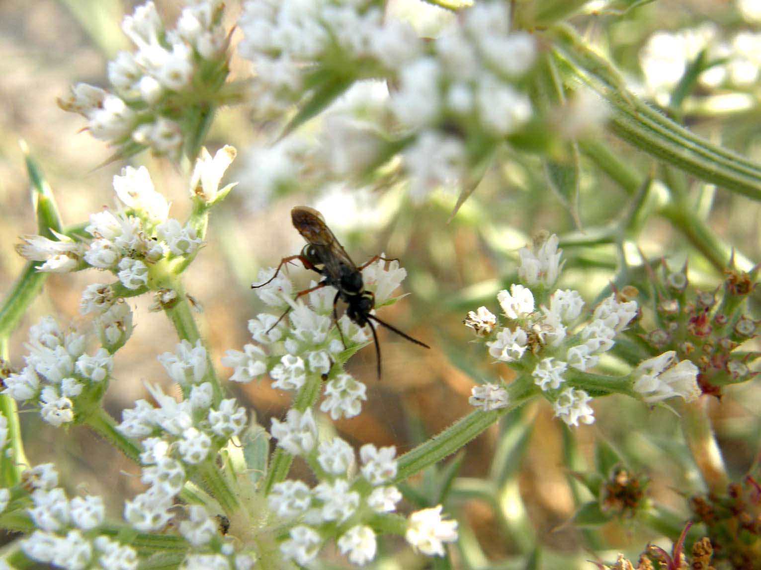 Piccoli imenotteri su fiori:Hylaeus/Lasioglossum+Pompilidae