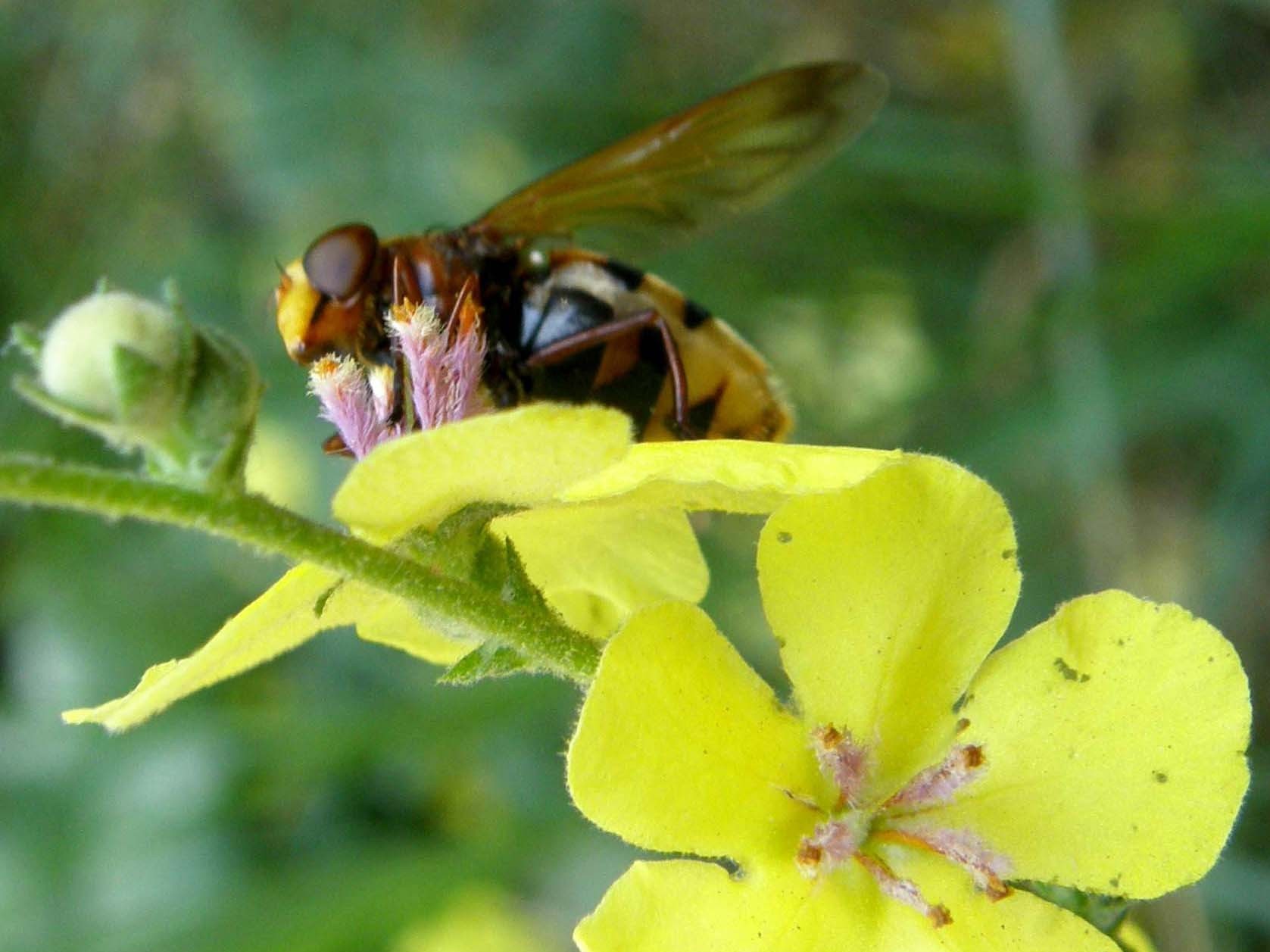 Syrphidae da identificare