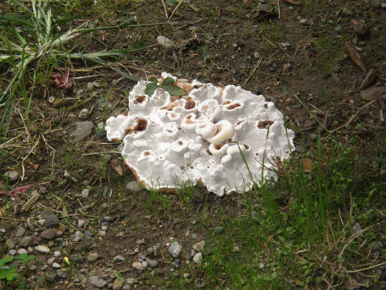 Fungo o alieno? (Ganoderma resinaceum)