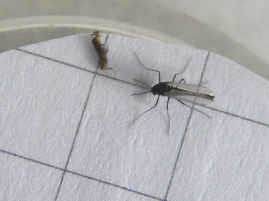 Probabile Chironomidae e...cos''altro?