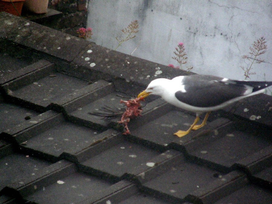 Quesito sulla berta minore
