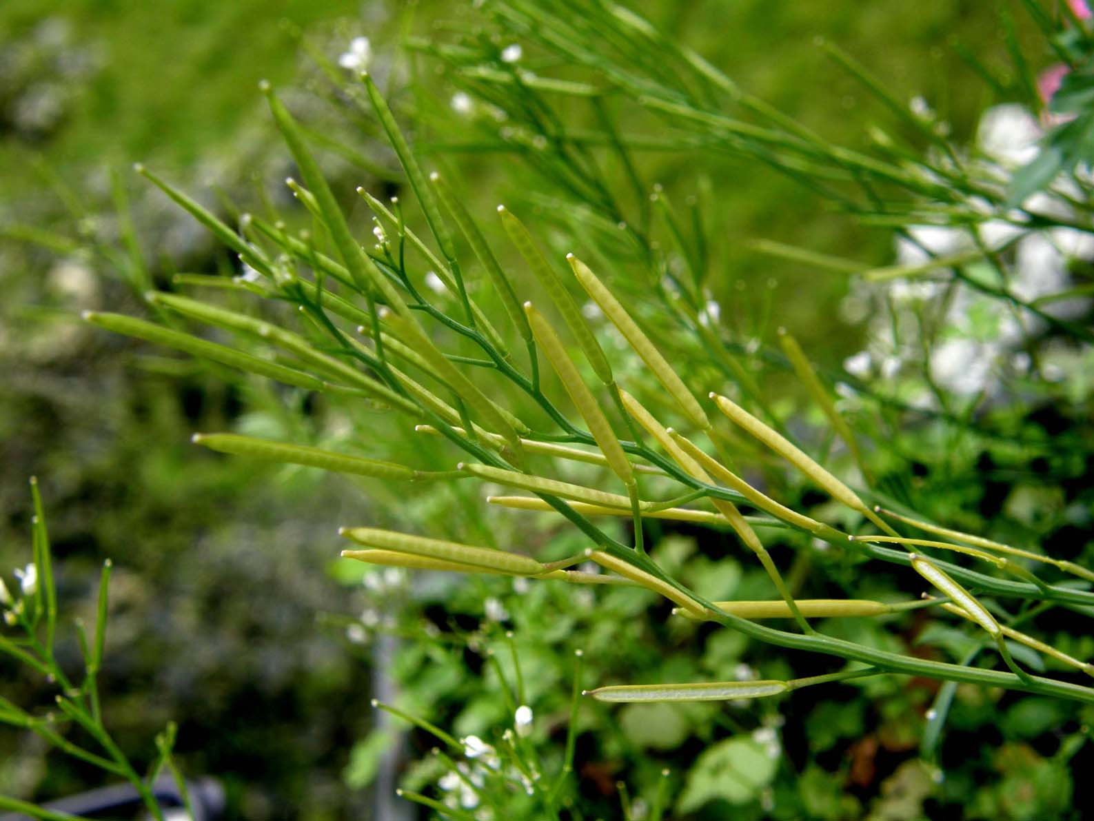 Cardamine hirsuta / Billeri primaticcio