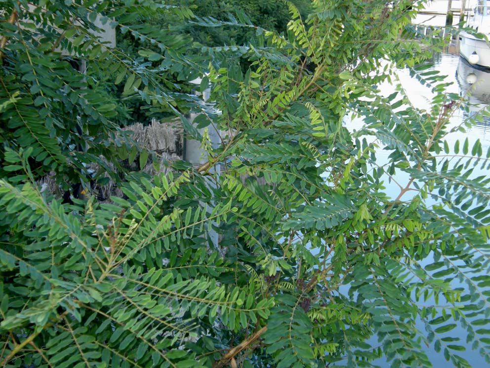 Mi era parsa una piccola robinia..: Amorpha fruticosa (Fabaceae)