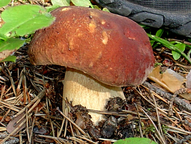 Boletus altoatesino