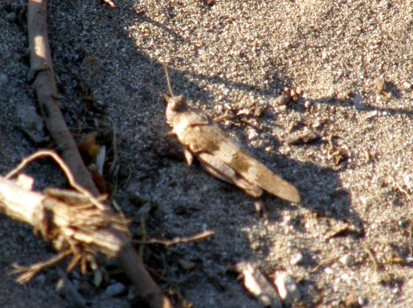 Acrididae: Sphingonotus sp. e Oedipoda sp.