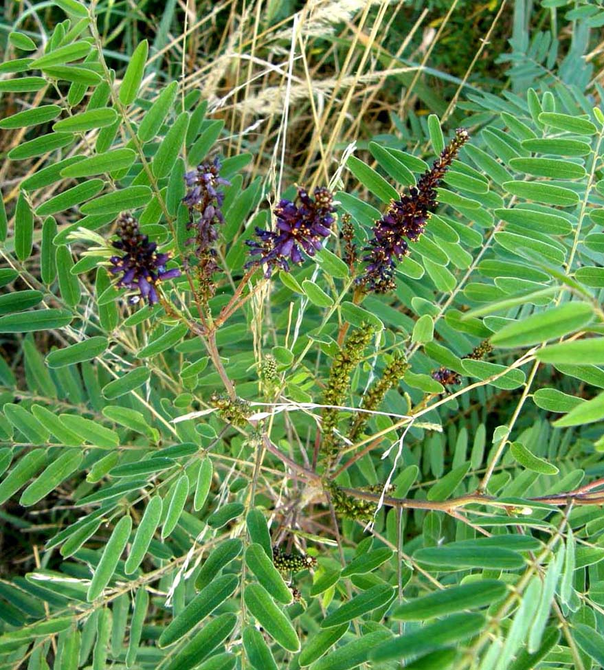 Mi era parsa una piccola robinia..: Amorpha fruticosa (Fabaceae)