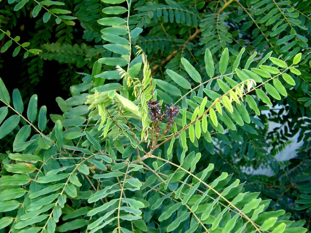 Mi era parsa una piccola robinia..: Amorpha fruticosa (Fabaceae)