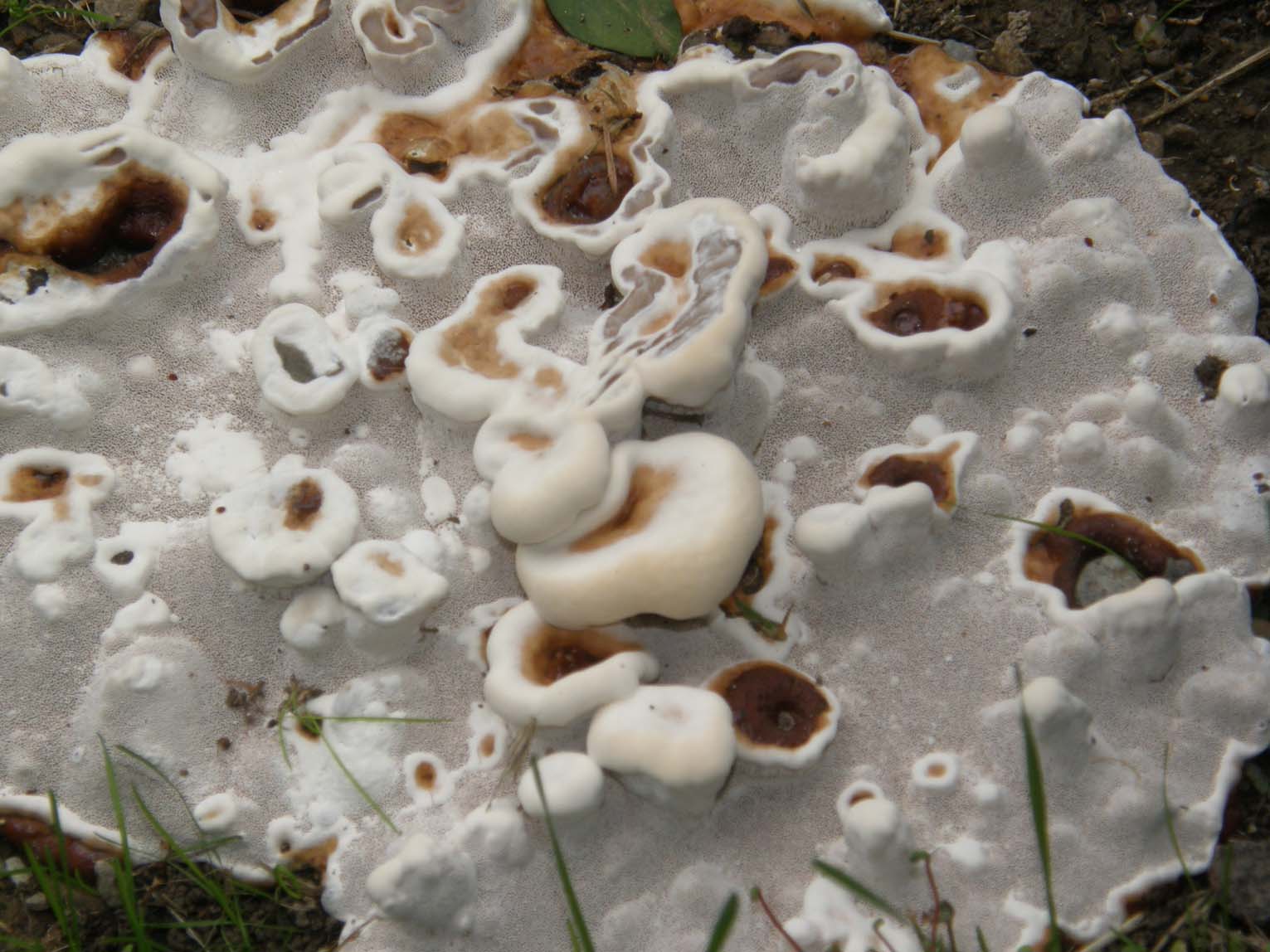 Fungo o alieno? (Ganoderma resinaceum)