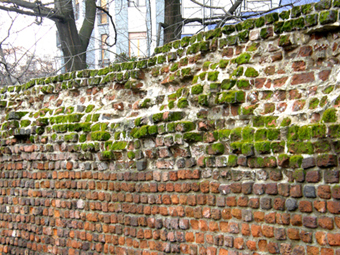 I muschi riconquistano le Mura Spagnole