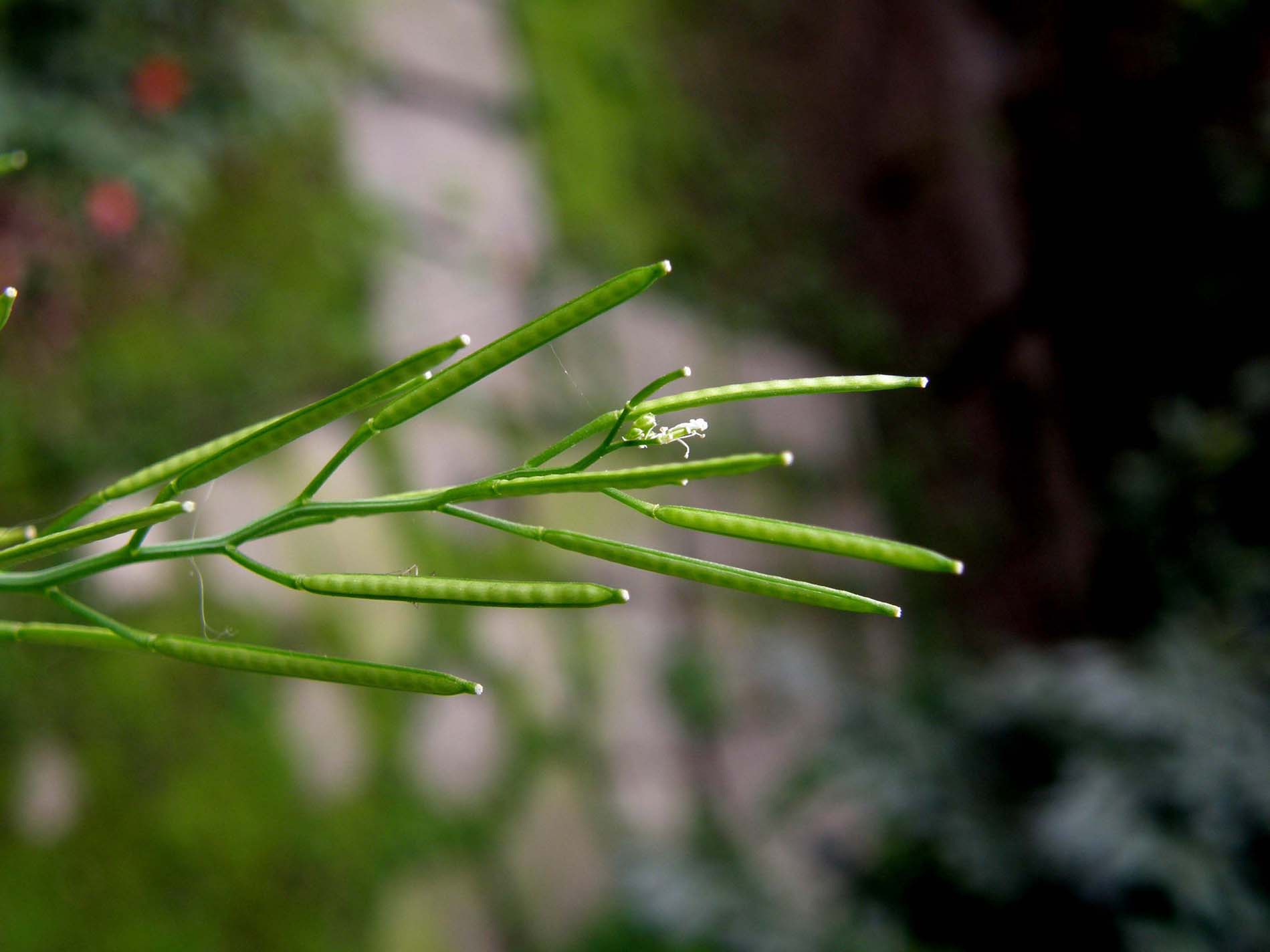 Cardamine hirsuta / Billeri primaticcio