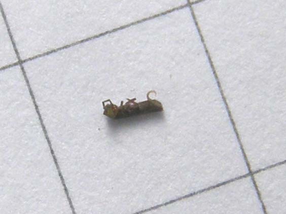 Probabile Chironomidae e...cos''altro?