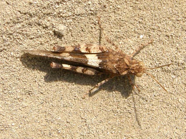 Acrididae: Sphingonotus sp. e Oedipoda sp.
