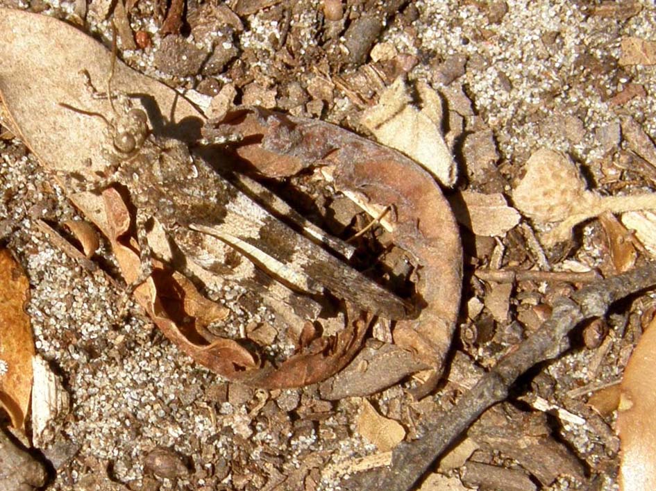 Acrididae: Sphingonotus sp. e Oedipoda sp.