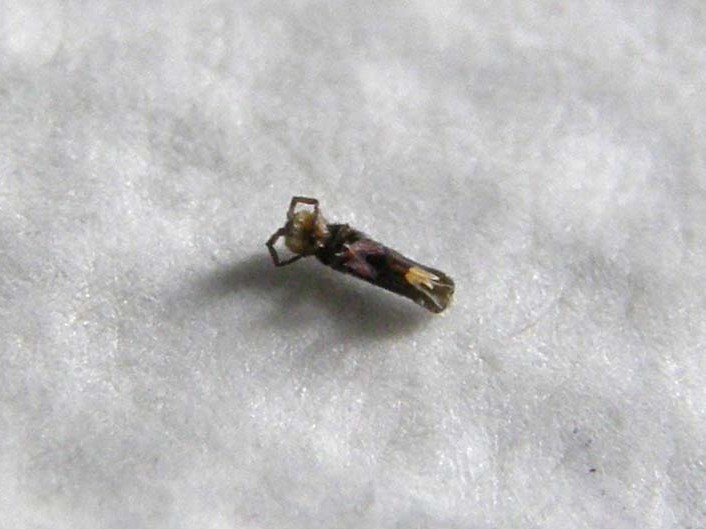 Probabile Chironomidae e...cos''altro?