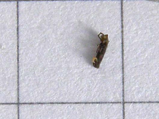 Probabile Chironomidae e...cos''altro?