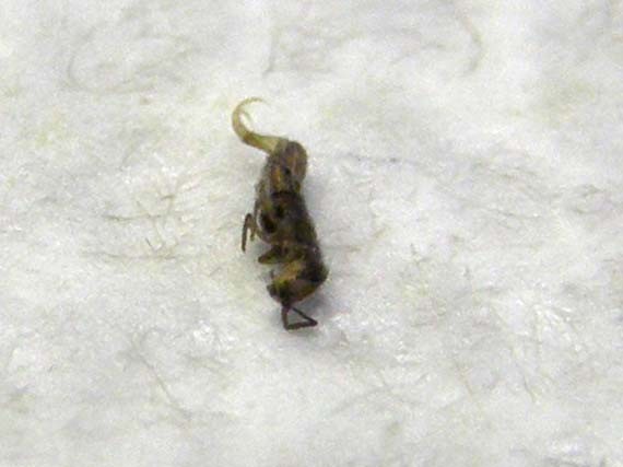 Probabile Chironomidae e...cos''altro?