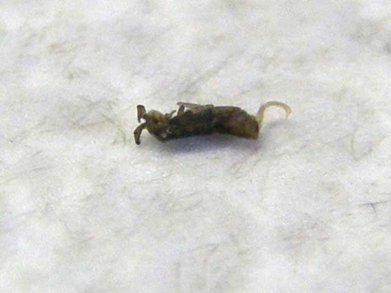 Probabile Chironomidae e...cos''altro?