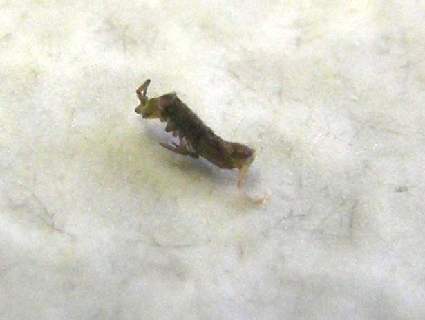 Probabile Chironomidae e...cos''altro?