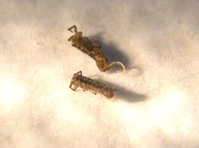 Probabile Chironomidae e...cos''altro?