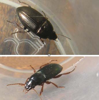 Harpalus affinis? no, Amara aenea...