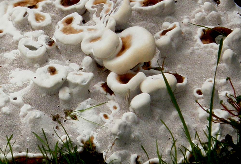 Fungo o alieno? (Ganoderma resinaceum)