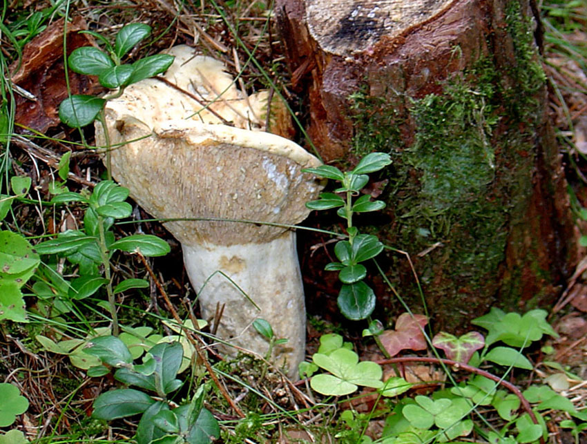 Da identificare... - Lactarius sp.