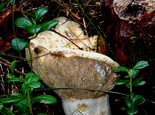 Da identificare... - Lactarius sp.