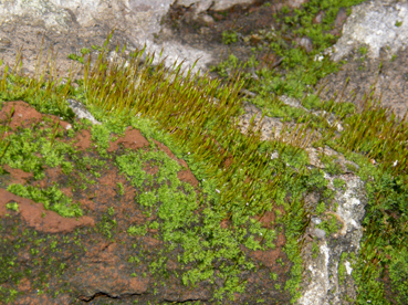 I muschi riconquistano le Mura Spagnole