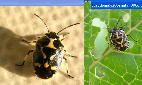 Pentatomidae: Eurydema oleracea della Darsena, a Milano