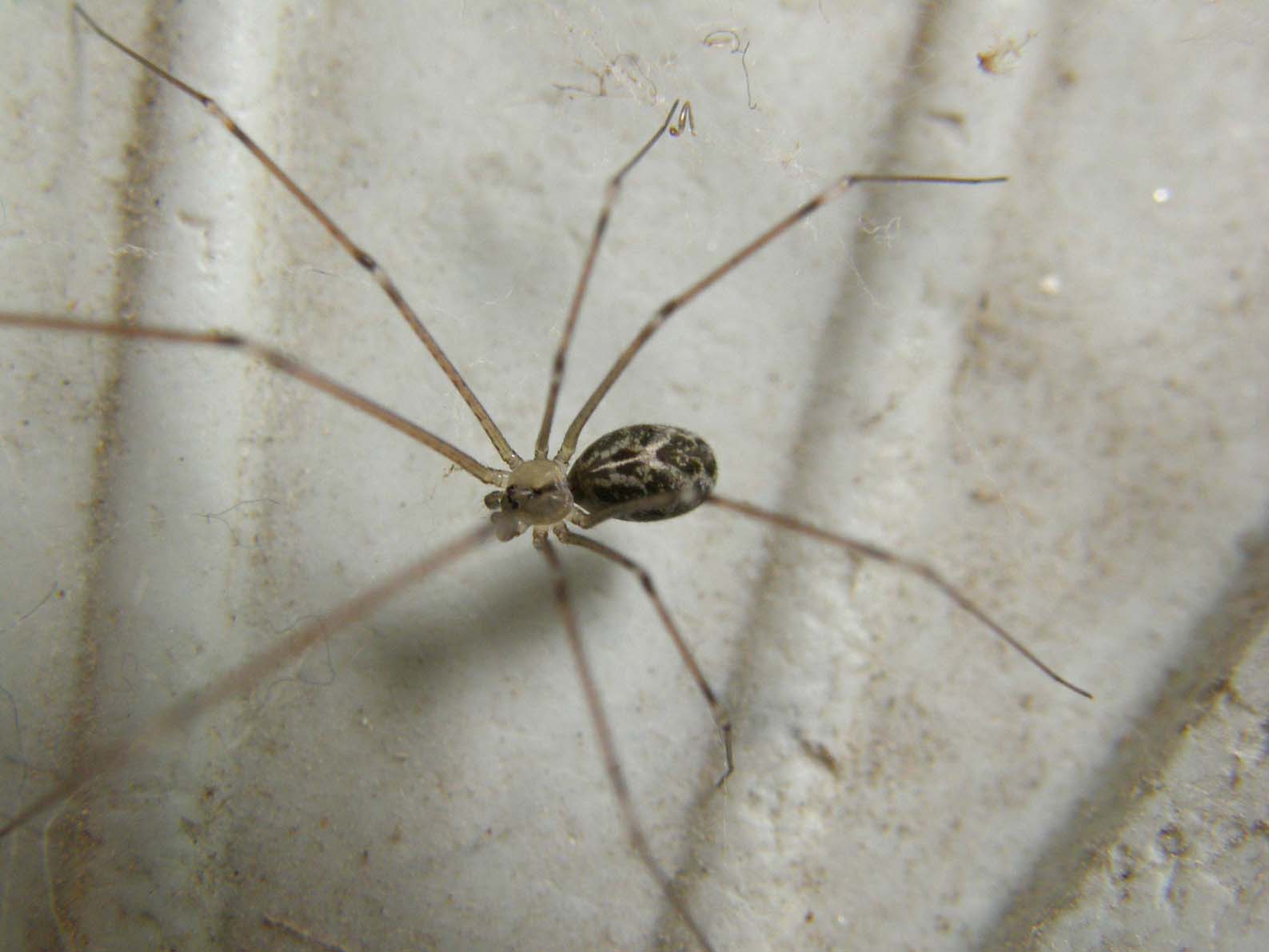 Holocnemus pluchei