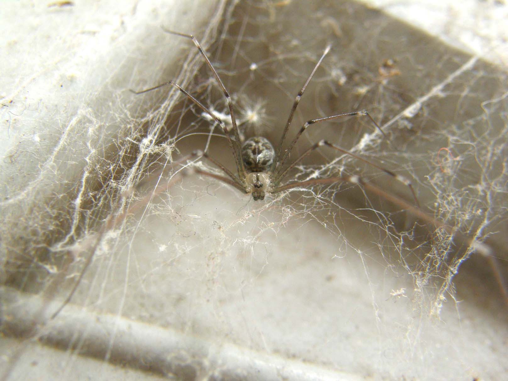 Holocnemus pluchei