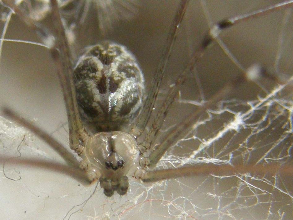 Holocnemus pluchei