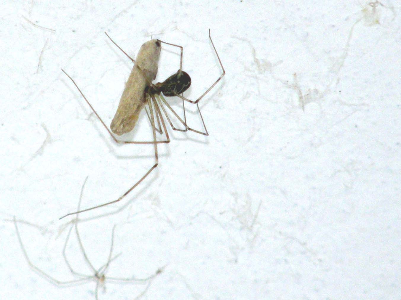 Holocnemus pluchei