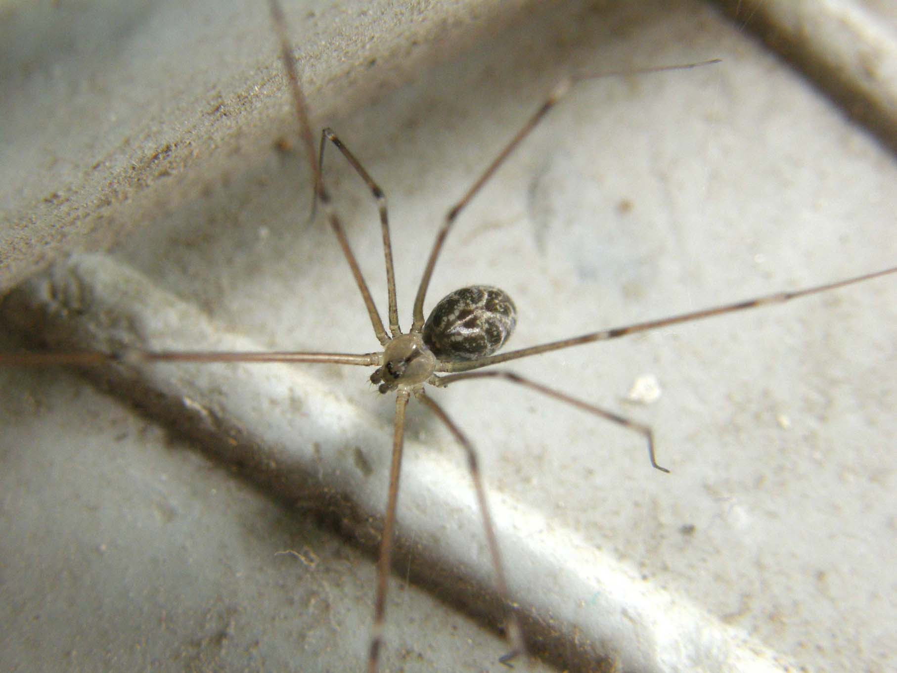 Holocnemus pluchei