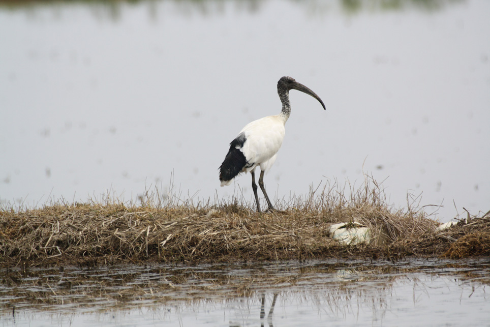 Ibis sacro