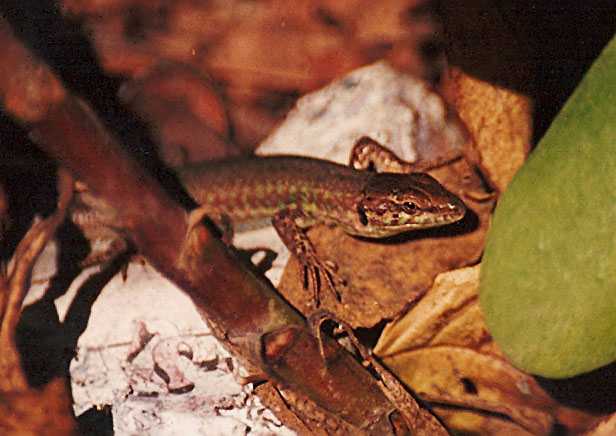 Lucertola maltese - Podarcis filfolensis