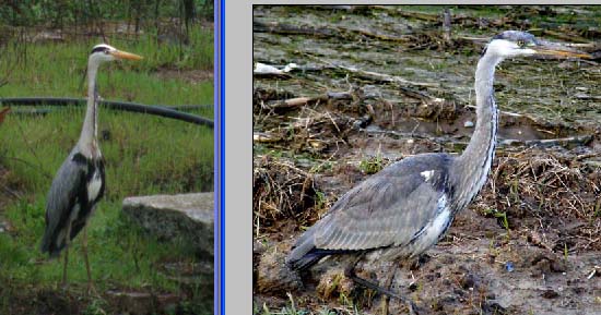 Airone cenerino (Ardea cinerea) ...a pesca nel centro di Milano