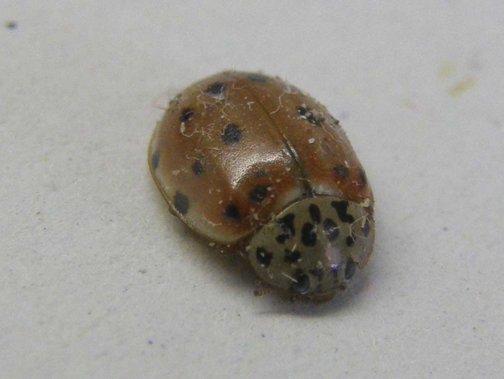 Harmonia quadripunctata