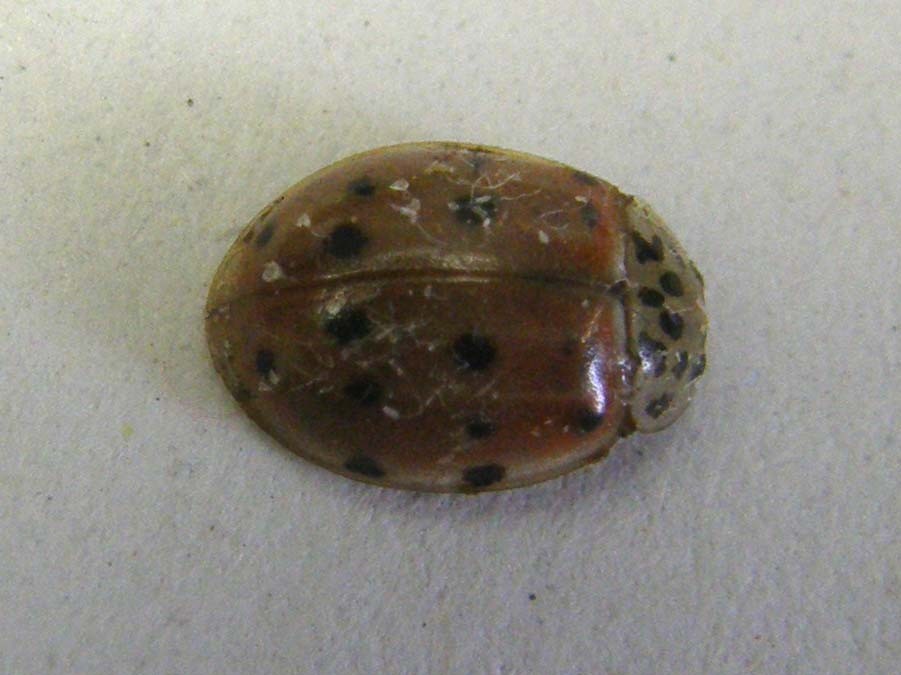 Harmonia quadripunctata