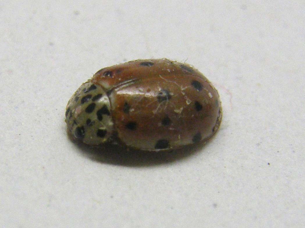 Harmonia quadripunctata