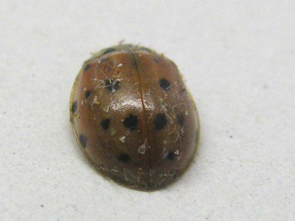 Harmonia quadripunctata