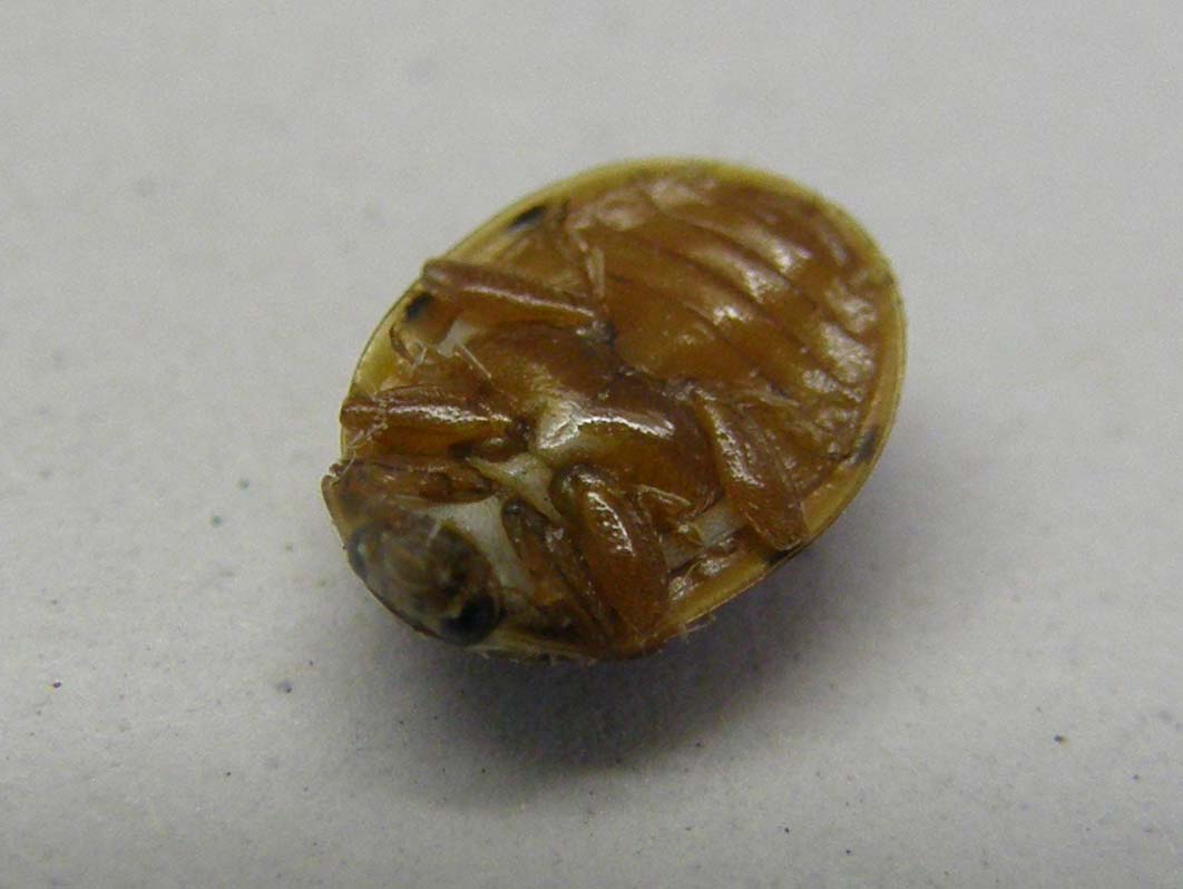 Harmonia quadripunctata