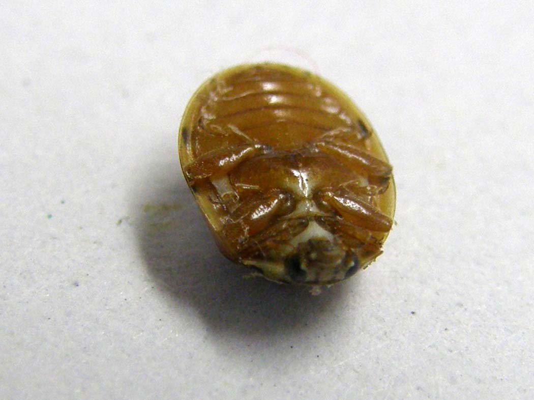Harmonia quadripunctata