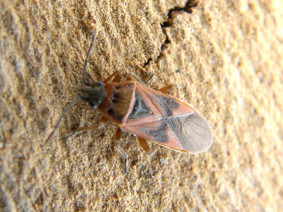 Lygaeidae: Arocatus longiceps su platano