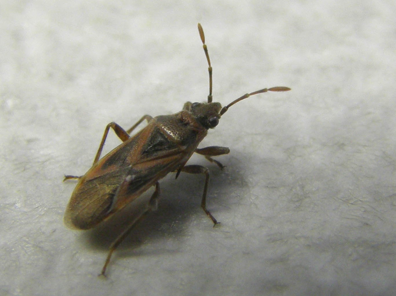 Lygaeidae: Arocatus longiceps su platano