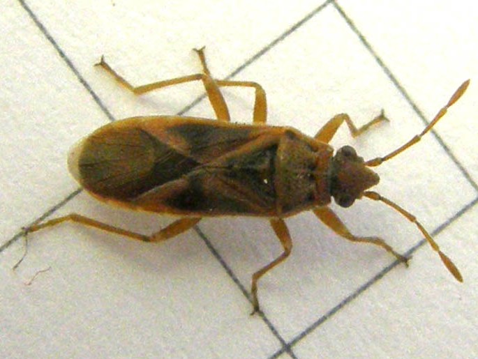Lygaeidae: Arocatus longiceps su platano